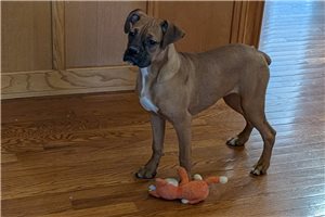 Margo - puppy for sale