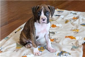 Lucas - puppy for sale