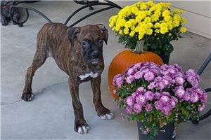 Saffron - puppy for sale