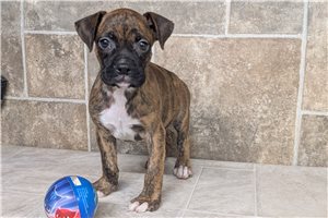 Sylvester - puppy for sale