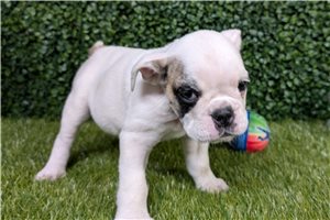 Robin - puppy for sale