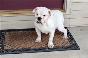 River - English Bulldog for sale