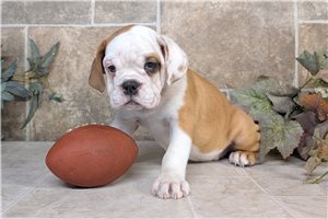 Robert - puppy for sale