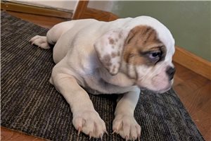 Rolly - puppy for sale