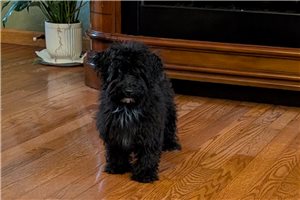 Luna - Havapoo for sale