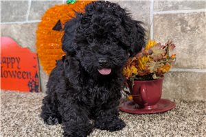 Lucas - Havapoo for sale