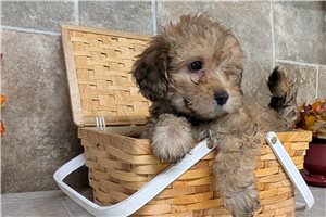 Logan - puppy for sale