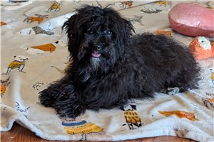 Liam - Havapoo for sale