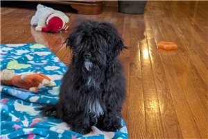 Liam - Havapoo for sale