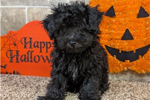 Levi - puppy for sale