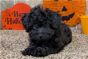 Lily - puppy for sale