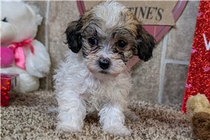 Jenna - Lhasapoo for sale