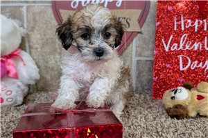 Jonah - Lhasapoo for sale