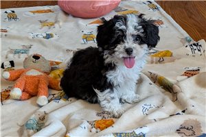Jess - puppy for sale