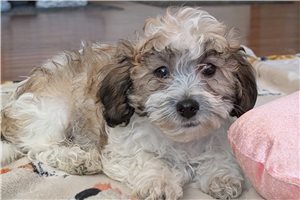 Jonah - Lhasapoo for sale