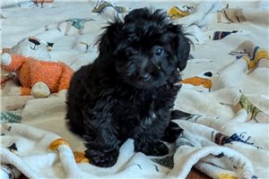 Jennifer - Lhasapoo for sale