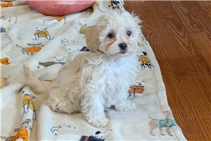 Jetta - Lhasapoo for sale