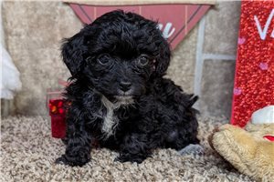 Joey - Lhasapoo for sale