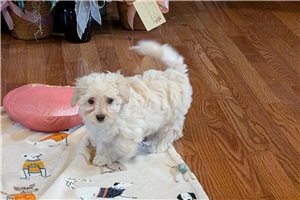 Jetta - puppy for sale