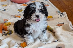 Jess - Lhasapoo for sale