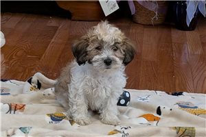 Jonah - puppy for sale