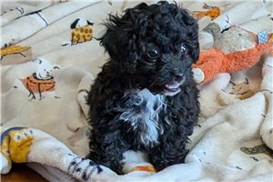 Joey - Lhasapoo for sale