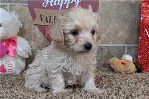 Jetta - Lhasapoo for sale
