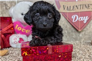 Jennifer - Lhasapoo for sale
