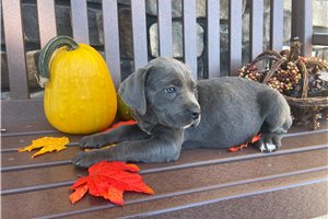 Naula - Cane Corso Mastiff for sale