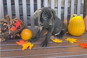 Norton - Cane Corso Mastiff for sale