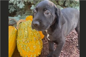 Navi - Cane Corso Mastiff for sale