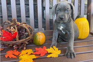 Niko - Cane Corso Mastiff for sale