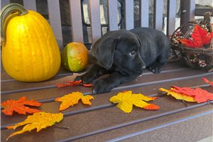 Navi - Cane Corso Mastiff for sale