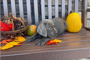 Niles - Cane Corso Mastiff for sale