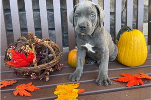 Nester - Cane Corso Mastiff for sale