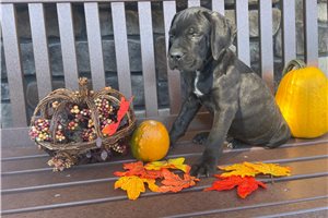 Nigel - Cane Corso Mastiff for sale