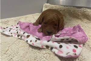 Bridget - puppy for sale