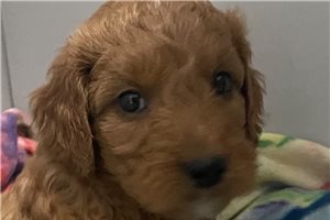 Blake - Goldendoodle, Mini for sale