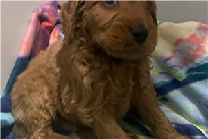 Brent - Goldendoodle, Mini for sale