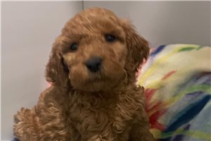 Blaire - Goldendoodle, Mini for sale