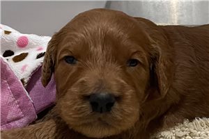 Bobby - Goldendoodle, Mini for sale