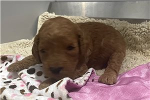 Blaire - puppy for sale