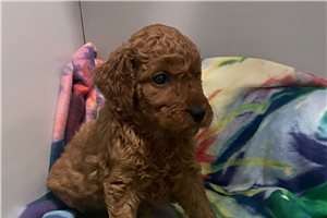 Bridget - Goldendoodle, Mini for sale