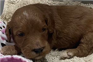 Blake - Goldendoodle, Mini for sale