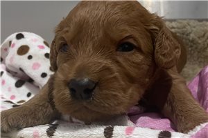 Brent - Goldendoodle, Mini for sale