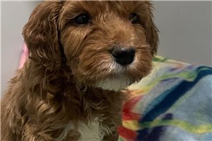 Bernard - Goldendoodle, Mini for sale