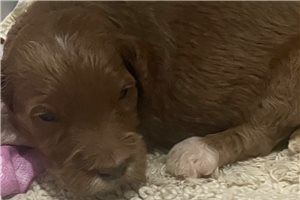 Bernard - Goldendoodle, Mini for sale