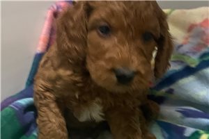 Bobby - Goldendoodle, Mini for sale