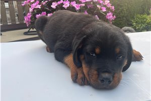 Dewdrop - Rottweiler for sale