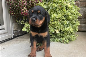 Cami - Rottweiler for sale